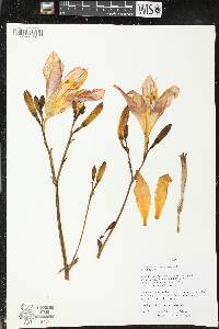 Hemerocallis fulva image