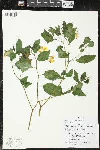 Impatiens pallida image