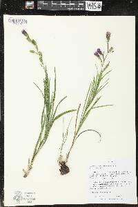 Liatris cylindracea image