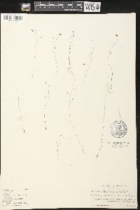 Utricularia subulata image
