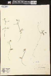 Utricularia radiata image