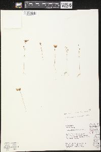 Utricularia gibba image