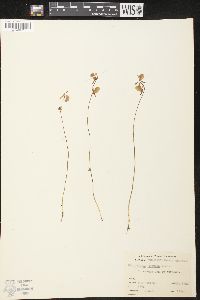 Utricularia cornuta image