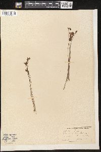 Utricularia cornuta image