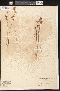 Utricularia cornuta image