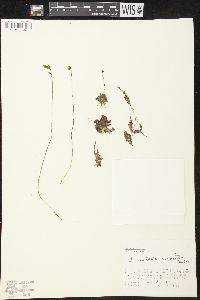 Utricularia cornuta image