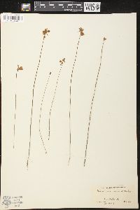 Utricularia cornuta image