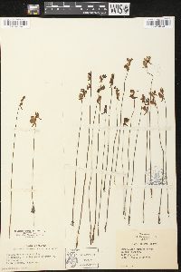 Utricularia cornuta image