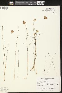 Utricularia cornuta image