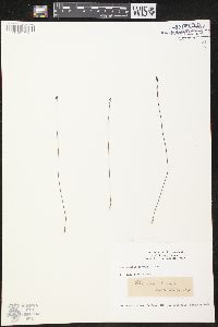 Utricularia cornuta image