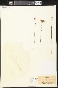 Utricularia cornuta image