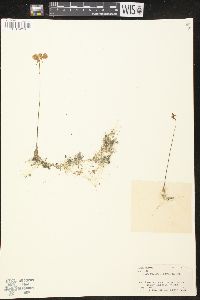 Utricularia cornuta image