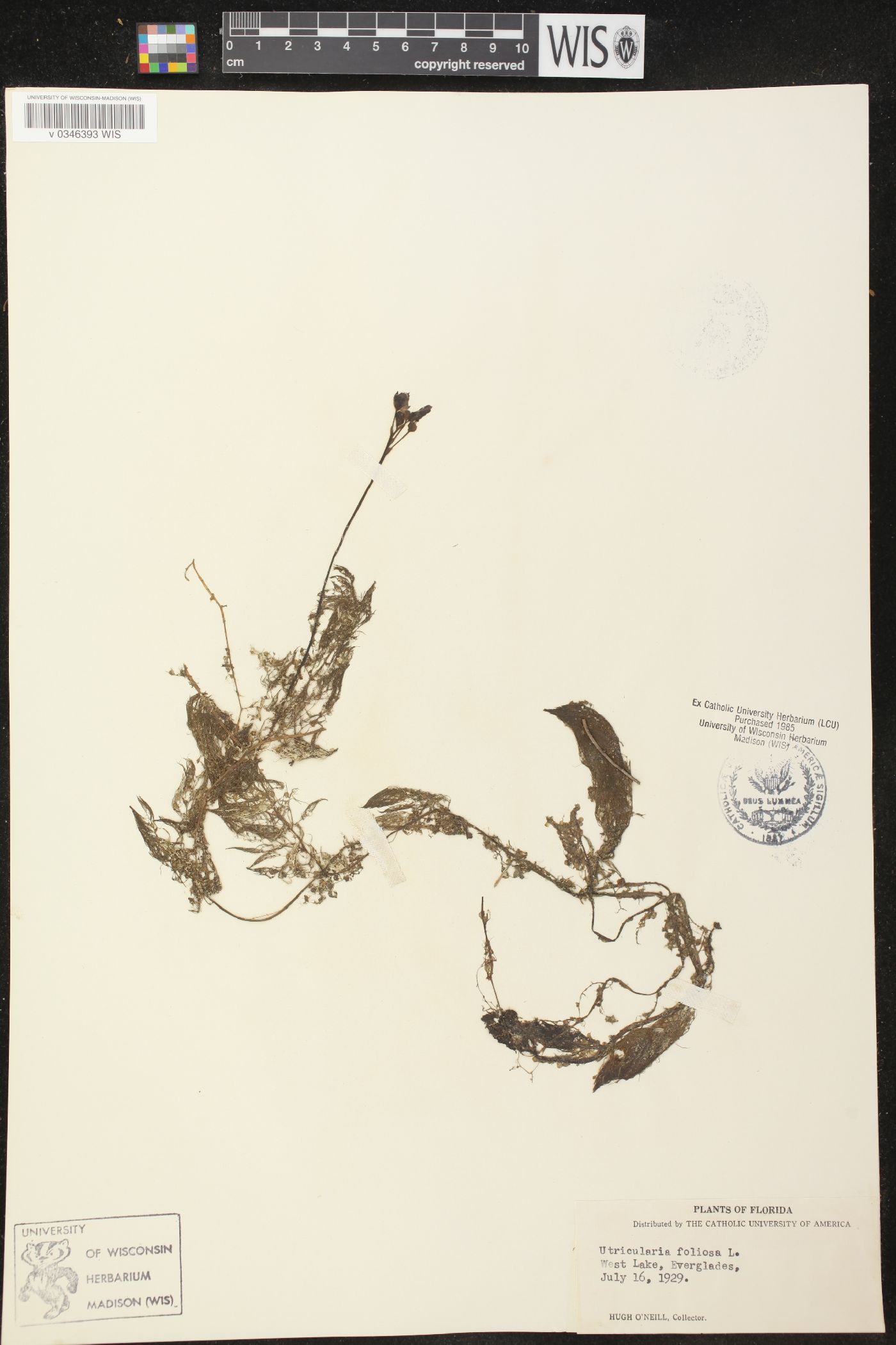 Utricularia foliosa image