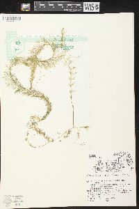 Utricularia gibba image