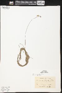 Utricularia gibba image