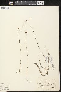 Utricularia gibba image