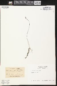 Utricularia gibba image