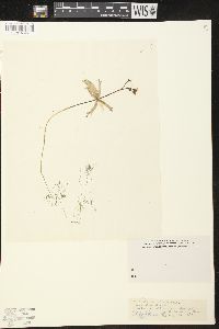 Utricularia inflata image
