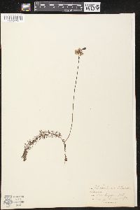 Utricularia intermedia image