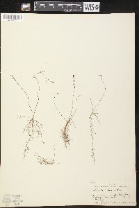 Utricularia gibba image