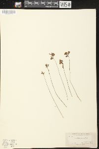 Utricularia juncea image