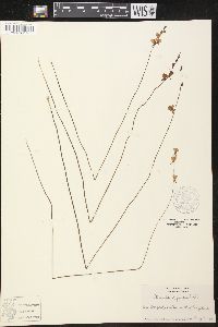 Utricularia juncea image