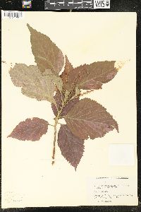 Acalypha wilkesiana image