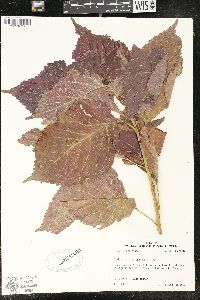 Acalypha wilkesiana image