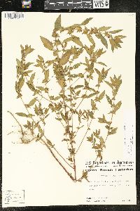 Acalypha virginica image