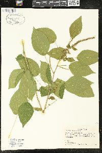 Acalypha villosa image