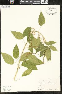 Acalypha villosa image