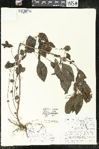 Image of Acalypha arvensis