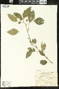 Acalypha arvensis image