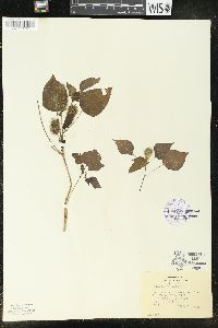 Acalypha alopecuroides image