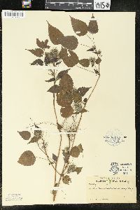 Acalypha alopecuroides image