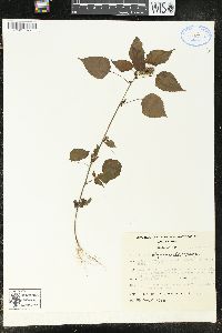 Acalypha alopecuroides image