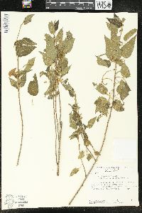 Acalypha cuspidata image