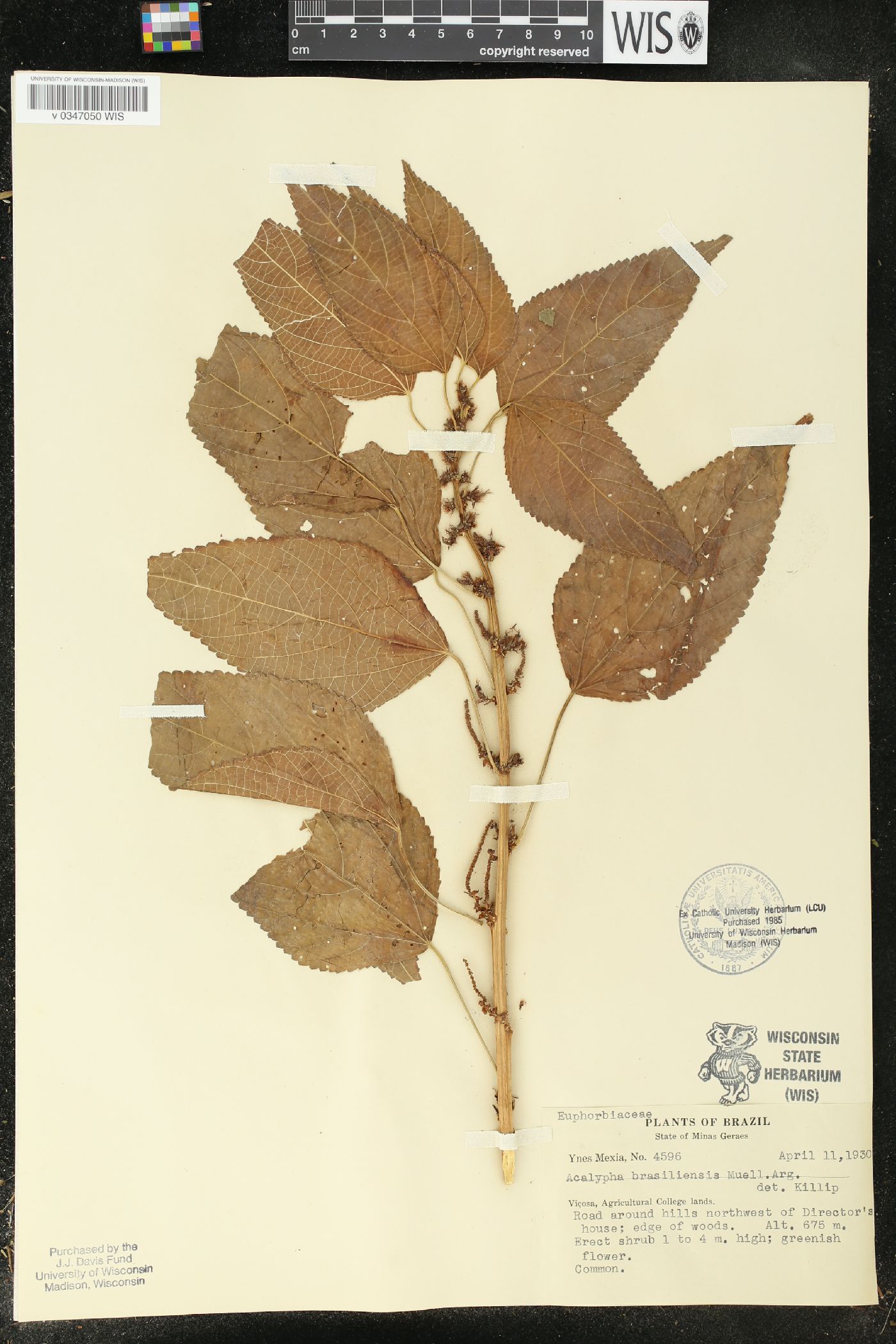 Acalypha brasiliensis image