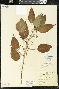 Acalypha brasiliensis image