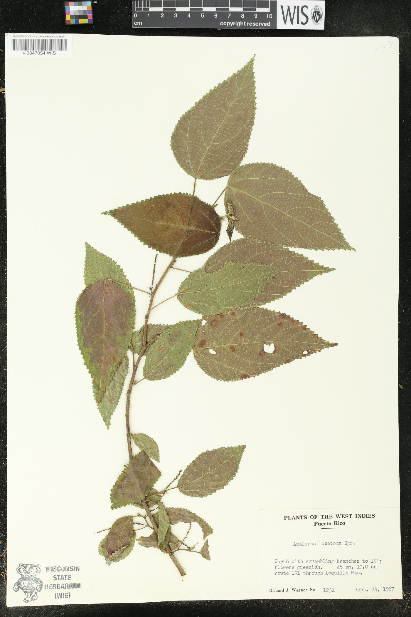 Acalypha bisetosa image