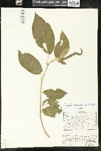 Acalypha stricta image