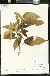 Acalypha stricta image