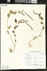 Acalypha botteriana image