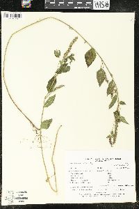 Acalypha botteriana image