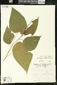 Acalypha cincta image