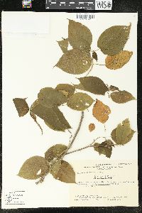 Acalypha cincta image