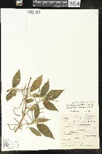 Acalypha cincta image