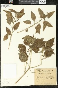 Acalypha communis image