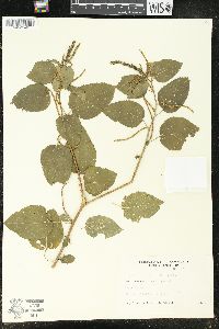 Acalypha communis image