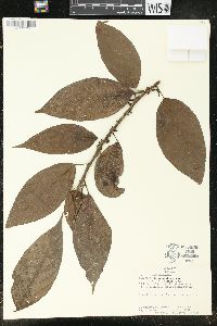 Acalypha diversifolia image